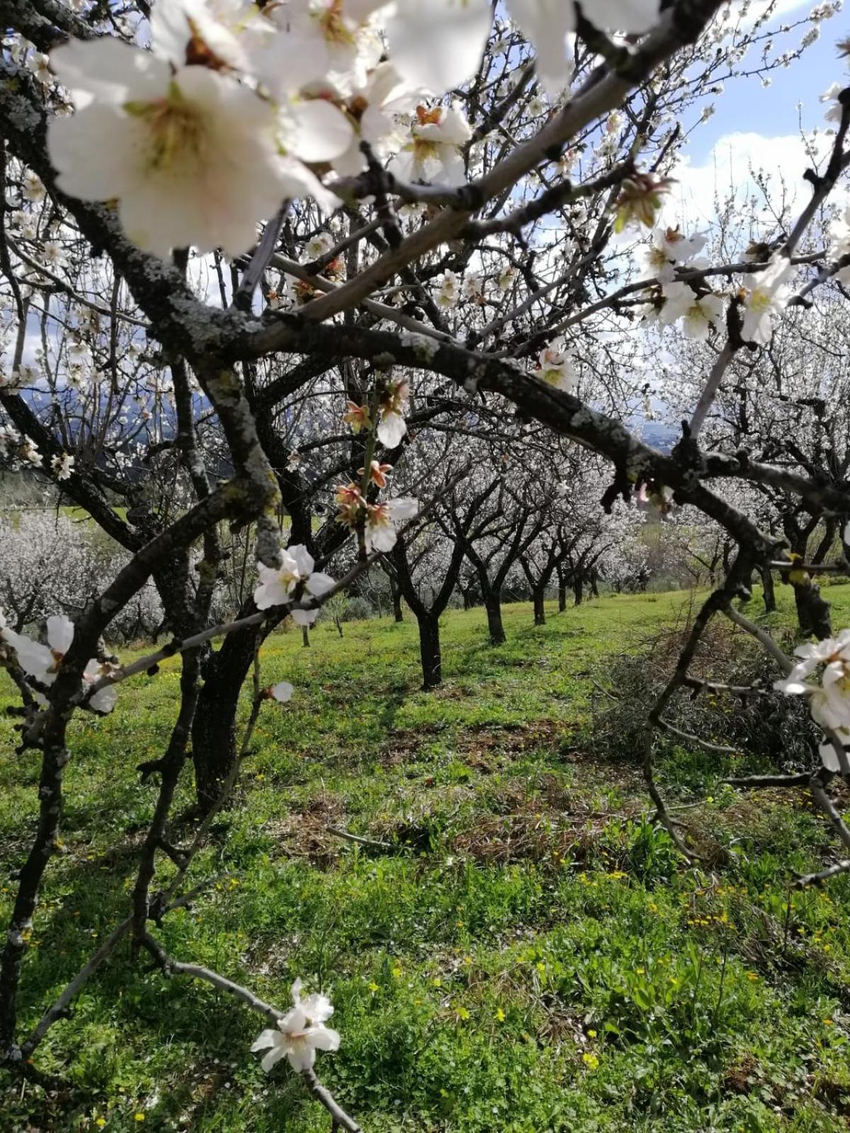 Agriturismo Vemi Villa Santa Sofia d'Epiro Екстериор снимка